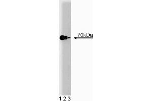 Western blot analysis of Hsp70 on a HeLa cell lysate (Human cervical epitheloid carcinoma, ATCC CCL-2. (HSP70 Antikörper  (AA 429-640))