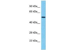 Western Blotting (WB) image for anti-T-Box 20 (TBX20) (C-Term) antibody (ABIN2506418) (TBX20 Antikörper  (C-Term))
