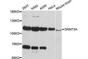 Western blot analysis of extracts of various cell lines, using DNMT3A antibody (ABIN5997606) at 1:3000 dilution. (DNMT3A Antikörper)