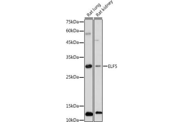 ELF5 Antikörper  (AA 1-170)