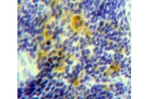 IHC-P analysis of Spleen tissue, with DAB staining. (IL-15 Antikörper  (AA 48-162))