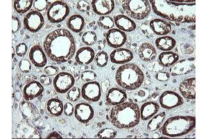 Image no. 9 for anti-Family with Sequence Similarity 164, Member A (FAM164A) antibody (ABIN1498198) (FAM164A Antikörper)