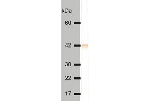 Detectionof cytokeratin 18 in HeLa cell lysate by mouse monoclonal antibody DC-10 . (Cytokeratin 18 Antikörper  (FITC))