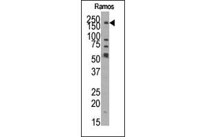 Image no. 1 for anti-Lysine (K)-Specific Demethylase 3B (KDM3B) (N-Term) antibody (ABIN356557) (KDM3B Antikörper  (N-Term))