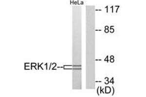 Western blot analysis of extracts from HeLa cells, using p44/42 MAPK Antibody. (ERK1/2 Antikörper  (AA 330-379))