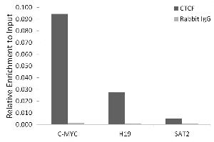 Chromatin immunoprecipitation analysis of extracts of HeLa cells, using CTCF antibody (ABIN3021506, ABIN3021507, ABIN3021508 and ABIN6215164) and rabbit IgG.
