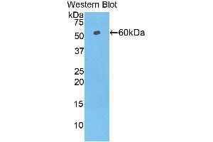 Western Blotting (WB) image for anti-Telomeric Repeat Binding Factor (NIMA-Interacting) 1 (TERF1) (AA 148-428) antibody (ABIN1860695) (TRF1 Antikörper  (AA 148-428))