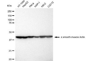 Western blotting analysis using alpha smooth muscle Actin antibody (ABIN7797464). (Rekombinanter Smooth Muscle Actin Antikörper)