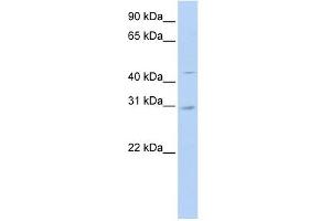SLC10A4 antibody used at 1 ug/ml to detect target protein. (SLC10A4 Antikörper)