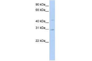 SLC10A4 antibody used at 1 ug/ml to detect target protein. (SLC10A4 Antikörper)
