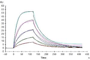 Surface Plasmon Resonance (SPR) image for SIRP AlphaV2 protein (His tag) (ABIN7275653)