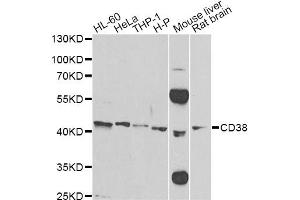 Western blot analysis of extracts of various cell lines, using CD38 Antibody (ABIN5970838) at 1/500 dilution. (CD38 Antikörper)