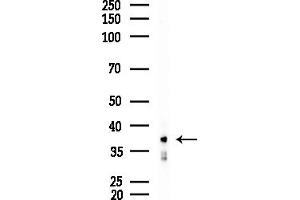 Western blot analysis of lysates from Mouse testis, using AKR1C3 Antibody at 1/1000 dilution.