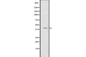 Western blot analysis of CXCR1 using K562 whole  lysates. (CXCR1 Antikörper  (N-Term))