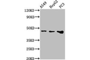 Western Blot Positive WB detected in: A549 whole cell lysate, HepG2 whole cell lysate, PC-3 whole cell lysate All lanes: WNT7B antibody at 2. (WNT7B Antikörper  (AA 120-349))