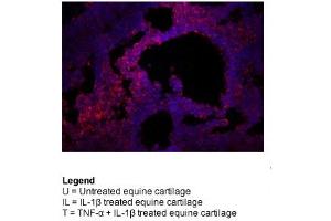 Immunohistochemistry (IHC) image for anti-Keratin 8 (KRT8) (N-Term) antibody (ABIN2777112)