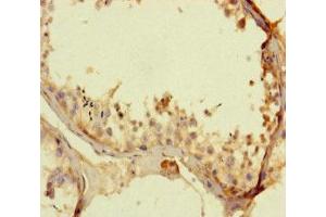 Immunohistochemistry of paraffin-embedded human testis tissue using ABIN7163928 at dilution of 1:100 (KCNK16 Antikörper  (AA 259-309))