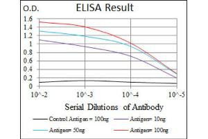 Red: Control Antigen (100ng) ; Purple: Antigen (10ng) ; Green: Antigen (50ng) ; Blue: Antigen (100ng). (NAPSA Antikörper  (AA 20-158))