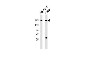 All lanes : Anti-Smarca4 Antibody (C-term) at 1:2000 dilution Lane 1: NIH/3T3 whole cell lysates Lane 2: K562 whole cell lysates Lysates/proteins at 20 μg per lane. (SMARCA4 Antikörper  (C-Term))