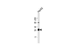 Anti-DCI Antibody (C-term) at 1:1000 dilution + HepG2 whole cell lysate Lysates/proteins at 20 μg per lane. (DCI Antikörper  (C-Term))