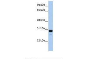 Image no. 1 for anti-Antagonist of Mitotic Exit Network 1 Homolog (AMN1) (N-Term) antibody (ABIN6739449)