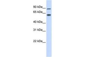 Image no. 1 for anti-Fibulin 3 (FBLN3) (C-Term) antibody (ABIN6743067) (FBLN3 Antikörper  (C-Term))