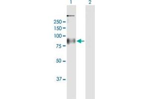 Western Blot analysis of GPR156 expression in transfected 293T cell line by GPR156 MaxPab polyclonal antibody. (GPR156 Antikörper  (AA 1-814))