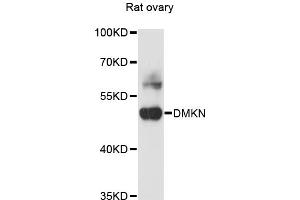 Western blot analysis of extracts of rat ovary, using DMKN antibody (ABIN6290315) at 1:3000 dilution. (Dermokine Antikörper)