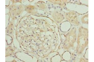 Immunohistochemistry of paraffin-embedded human kidney tissue using ABIN7158086 at dilution of 1:100 (LRRN2 Antikörper  (AA 201-500))