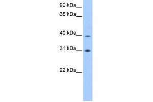 EIF3H antibody used at 0. (EIF3H Antikörper  (C-Term))