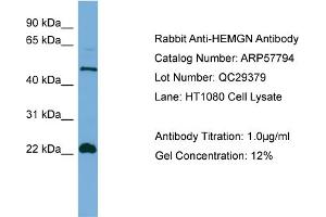 WB Suggested Anti-HEMGN  Antibody Titration: 0.