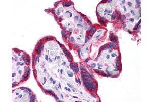 Immunohistochemistry (IHC) image for anti-Leptin (LEP) (N-Term) antibody (ABIN502159) (Leptin Antikörper  (N-Term))