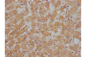 IHC image of ABIN7144415 diluted at 1:200 and staining in paraffin-embedded human liver tissue performed on a Leica BondTM system. (APOC1 Antikörper  (AA 35-48))