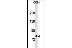 OLFML2B Antibody (N-term) (ABIN1881593 and ABIN2838751) western blot analysis in CEM cell line lysates (35 μg/lane). (OLFML2B Antikörper  (N-Term))