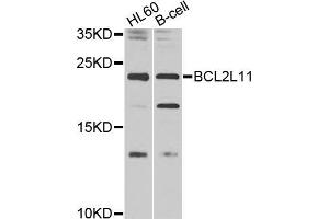 Western blot analysis of extracts of various cell lines, using BCL2L11 antibody (ABIN5970120) at 1/1000 dilution. (BIM Antikörper)