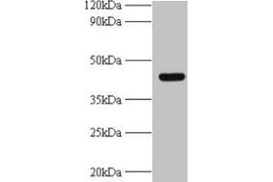 Western blot All lanes: UBE2Q2 antibody at 2 μg/mL + A431 whole cell lysate Secondary Goat polyclonal to rabbit IgG at 1/10000 dilution Predicted band size: 43, 37, 41, 39 kDa Observed band size: 43 kDa (UBE2Q2 Antikörper  (AA 1-375))