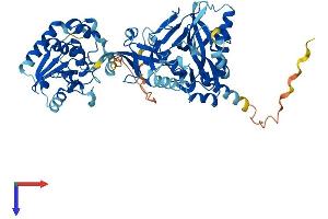 RNGTT Protein (AA 1-597) (His tag)