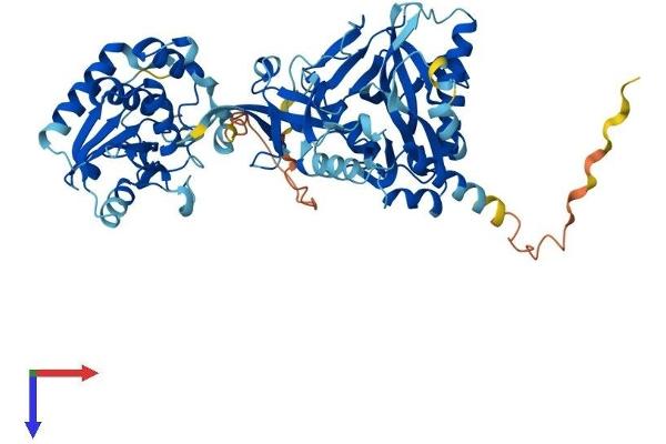 RNGTT Protein (AA 1-597) (His tag)