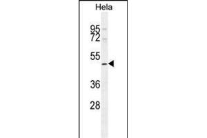 SMYD1 Antibody (C-term) (ABIN654906 and ABIN2844554) western blot analysis in Hela cell line lysates (35 μg/lane).