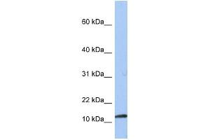 WB Suggested Anti-PEA15 Antibody Titration:  0.