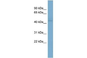 WB Suggested Anti-VDR Antibody Titration:  0. (Vitamin D Receptor Antikörper  (N-Term))