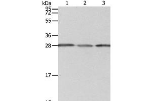 Western Blot analysis of A549 cell, Human liver cancer and fetal kidney tissue using PSMD9 Polyclonal Antibody at dilution of 1:800 (PSMD9 Antikörper)