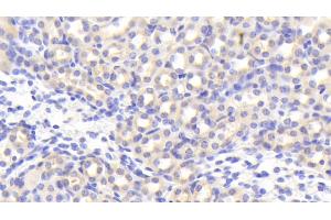 Detection of EGFL7 in Mouse Kidney Tissue using Polyclonal Antibody to EGF Like Domain Protein, Multiple 7 (EGFL7) (EGF Like Domain Protein, Multiple 7 (AA 22-275) Antikörper)