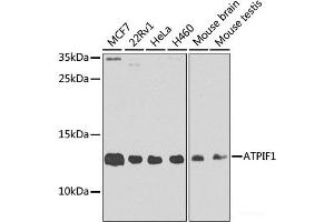 Western blot analysis of extracts of various cell lines using ATPIF1 Polyclonal Antibody at dilution of 1:1000. (ATPase Inhibitory Factor 1 Antikörper)