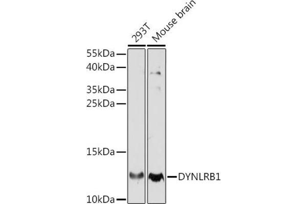 DYNLRB1 Antikörper  (AA 1-63)