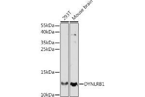 Western blot analysis of extracts of various cell lines, using DYNLRB1 antibody (ABIN7266866) at 1:770 dilution.