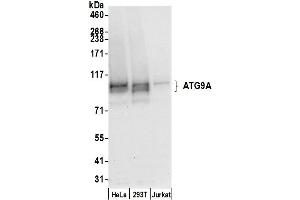 Western Blotting (WB) image for anti-ATG9 Autophagy Related 9 Homolog A (S. Cerevisiae) (ATG9A) (AA 789-839) antibody (ABIN7450001)