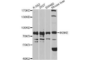 Western blot analysis of extracts of various cell lines, using IKBKE antibody (ABIN6292135) at 1:1000 dilution. (IKKi/IKKe Antikörper)