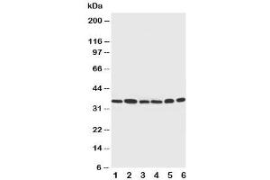 Western blot testing of Cdk4 antibody and Lane 1:  rat thymus (CDK4 Antikörper  (C-Term))