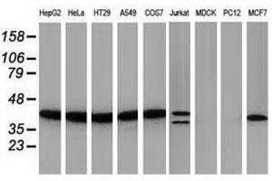 Image no. 2 for anti-PIH1 Domain Containing 2 (PIH1D2) antibody (ABIN1500197) (PIH1D2 Antikörper)